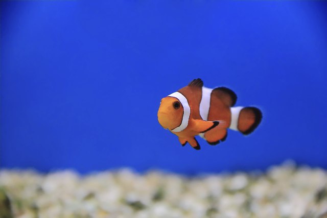 Clown fish