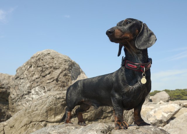 Dachshund puppy, 9 months old, on stone