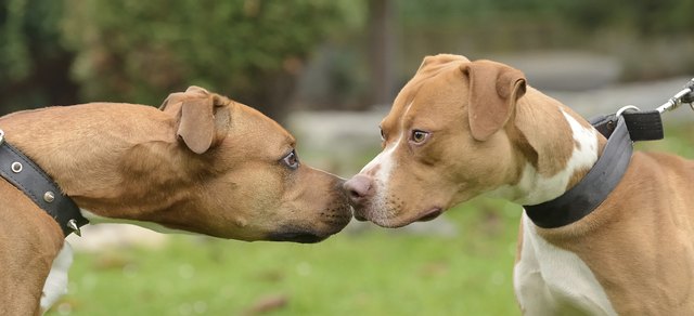 American terriers
