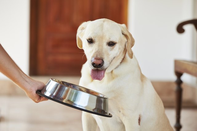 Hungry dog