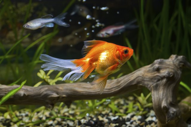 Goldfish in aquarium