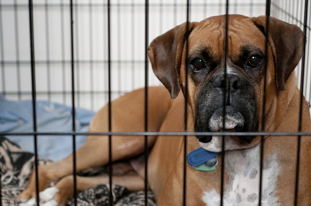 Sad dog in crate