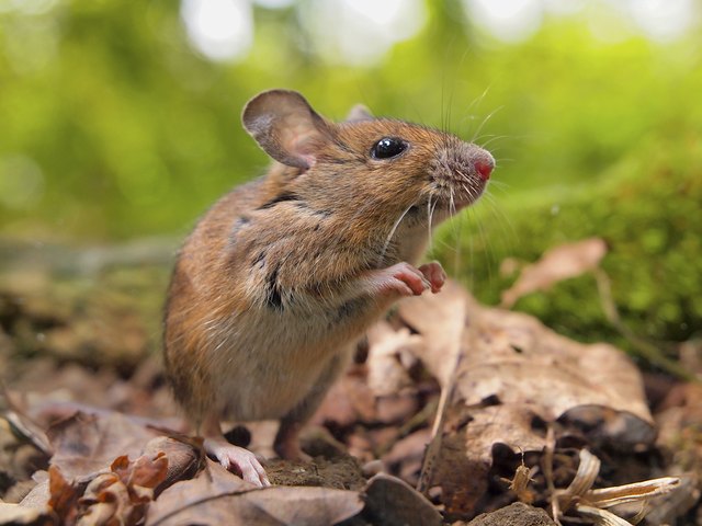 What Do Mice Eat Cuteness