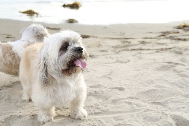 Portrait of an playful Lhasa Apso.