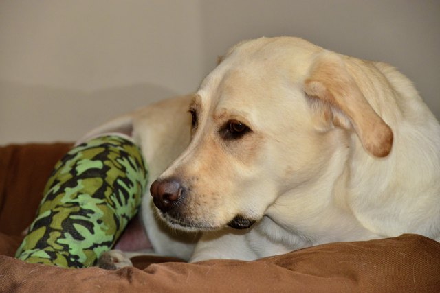 Sick Dog