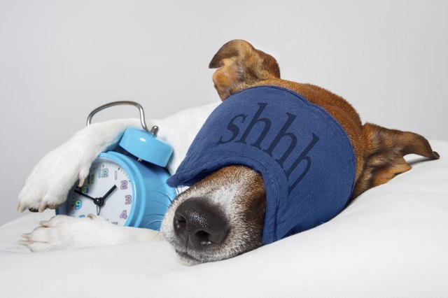 Dog sleeping with alarm clock