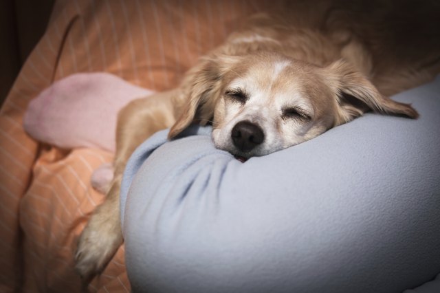 Sleeping half blood dog on leg master