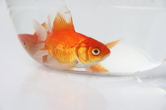 A Goldfish in a bowl