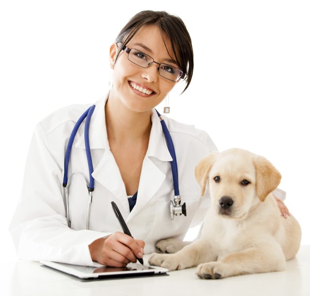 Vet using technology