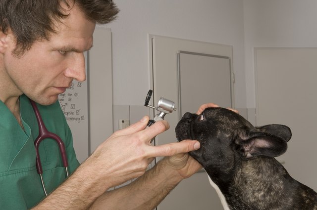 Veterinary