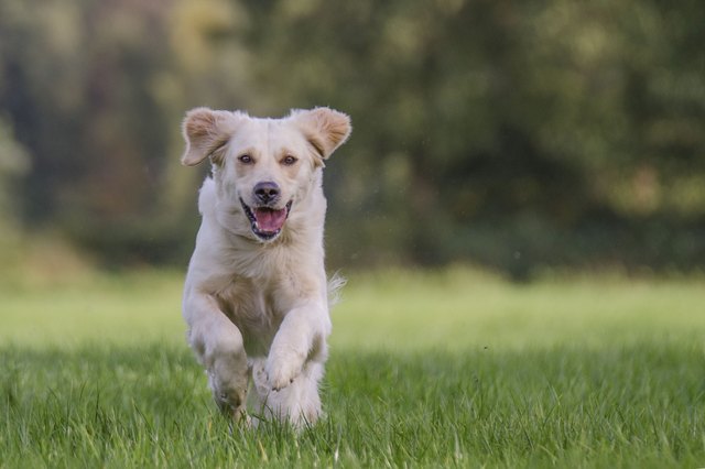 Labrador Dog Characteristics | Cuteness