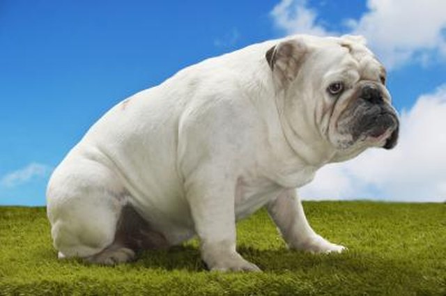 Bulldog