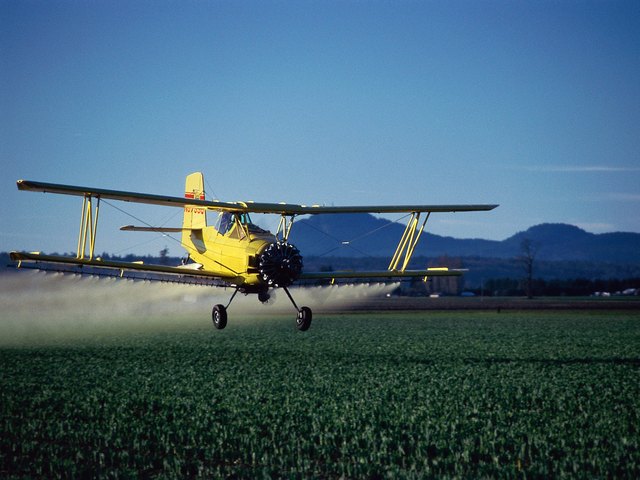 A crop duster flying low and spraying tulip fields