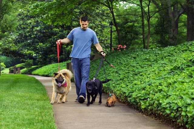 Man walking three dogs
