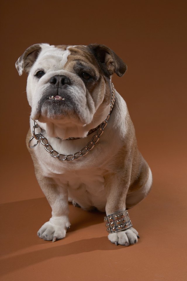 Dog with bracelet on paw