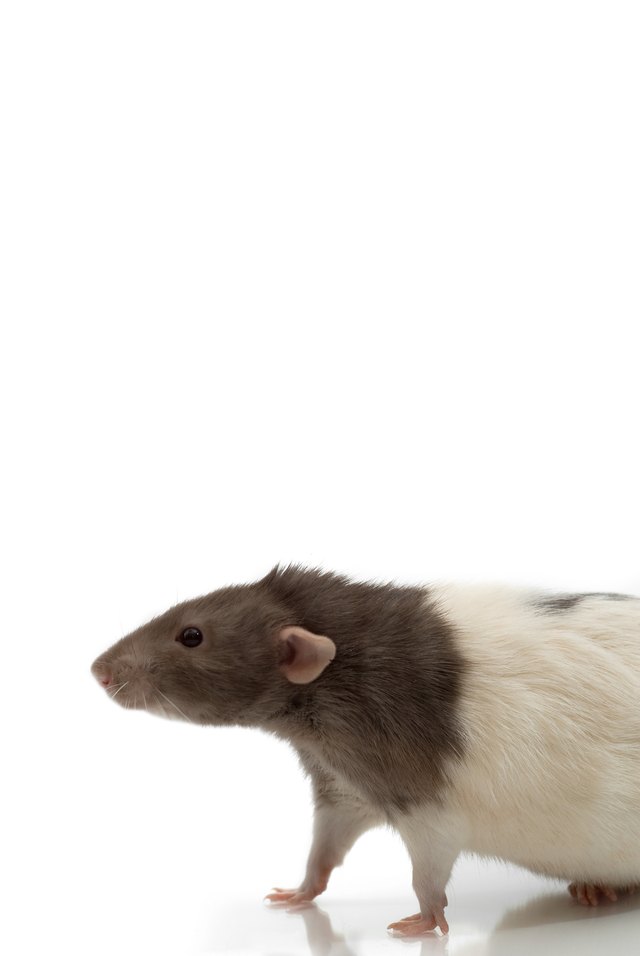 Studio shot of live rat
