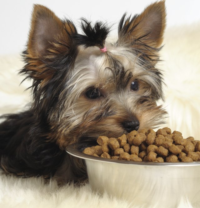 Puppy and food