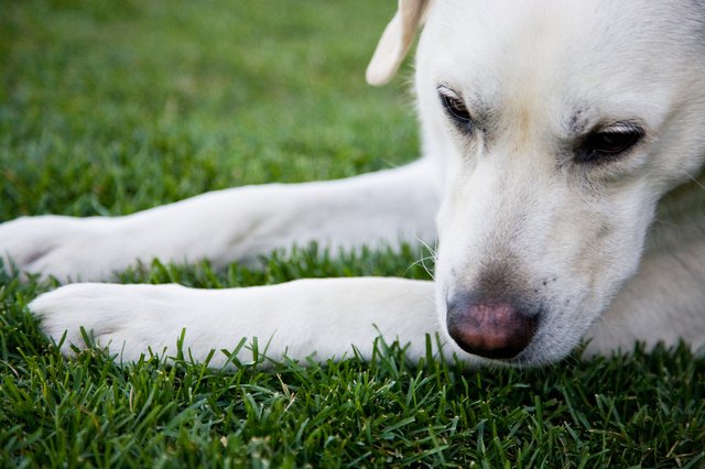 Dog lying down on grass