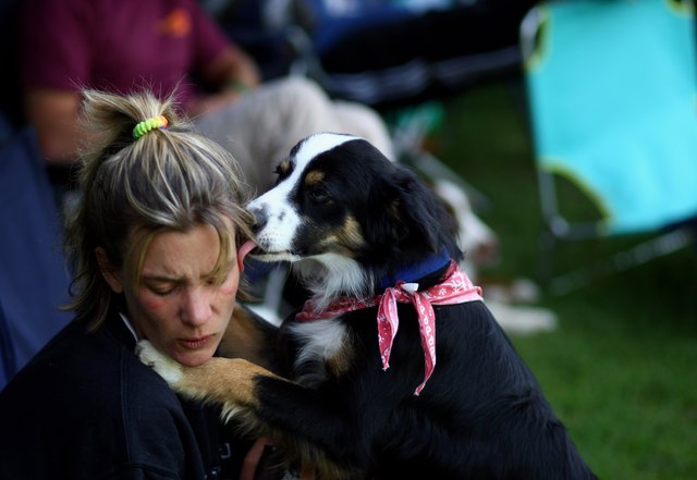 Dog Frisbee - German Championship