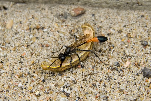 Parasitic wasp