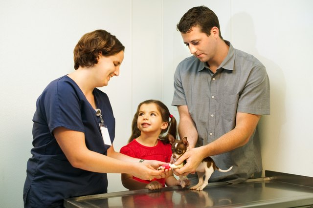 Father and daughter holding dog while vet places bandage