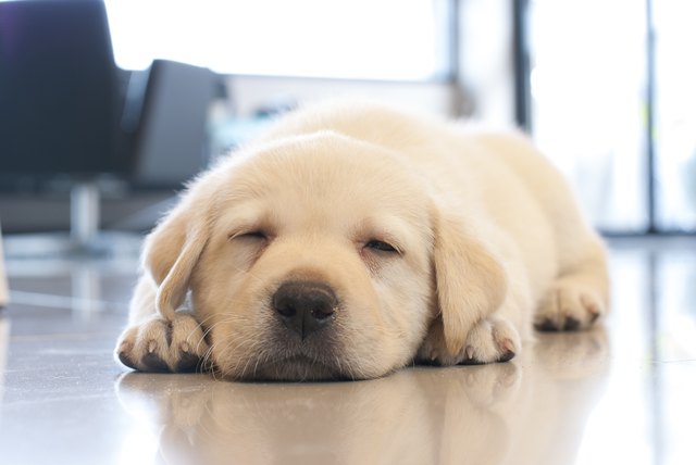 sleeping puppy