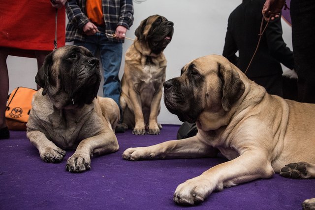 Champion Canines Compete At Annual Westminster Dog Show