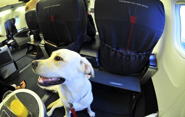 Dog On Airplane