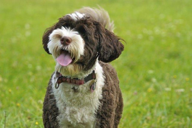 Panting Puppy