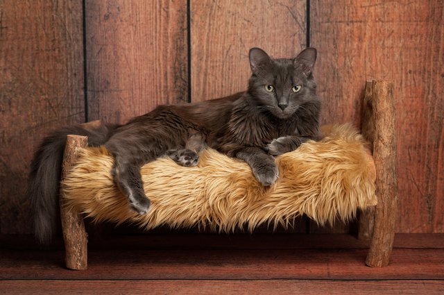 Nebelung Cat on a Little Wooden Bed