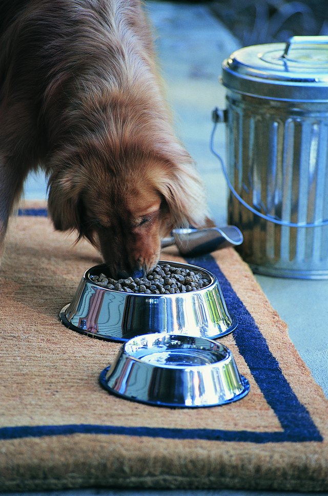 Dog Eating Food From Chrome Bowl