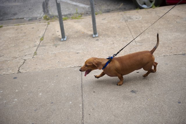Dachshund (Wiener Dog) on Leash