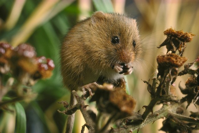 harvest mouse micromys minutus eating blackberry