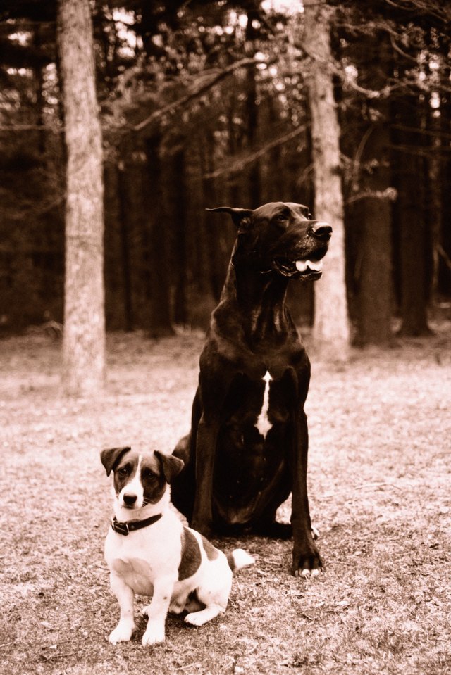 Large and small dog in park