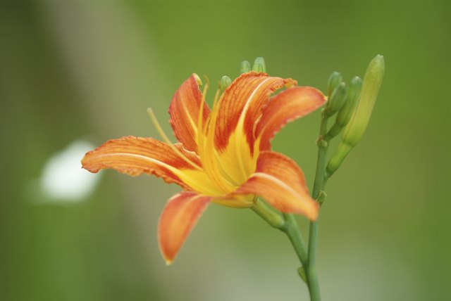 Blooming flower