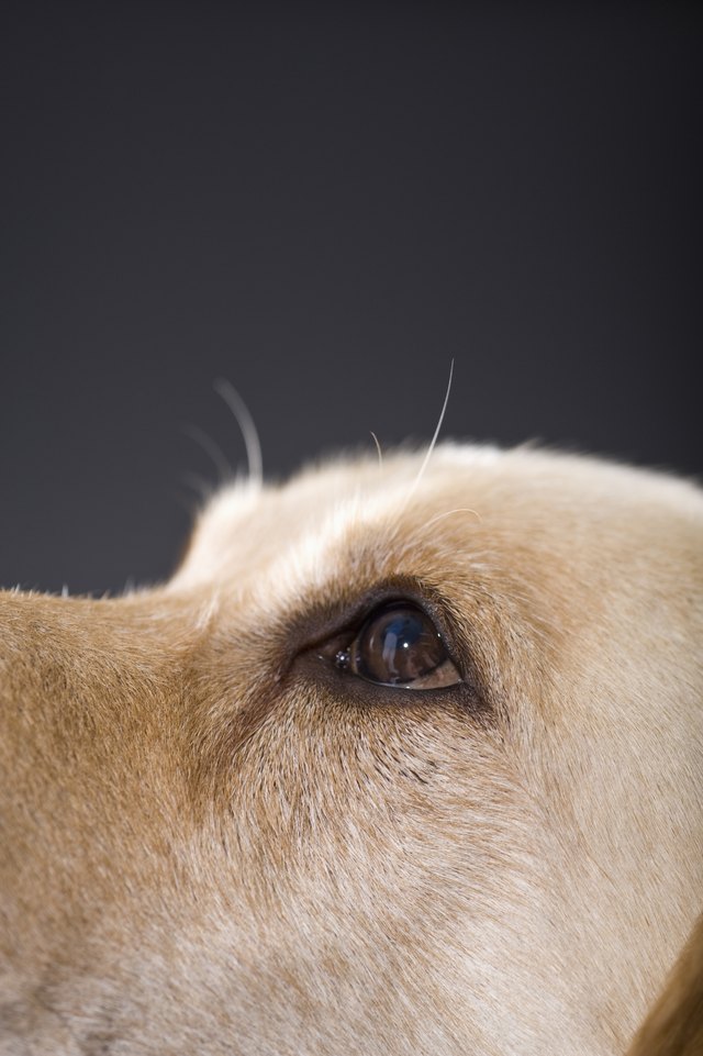 Graphic portrait of dog head, close-up