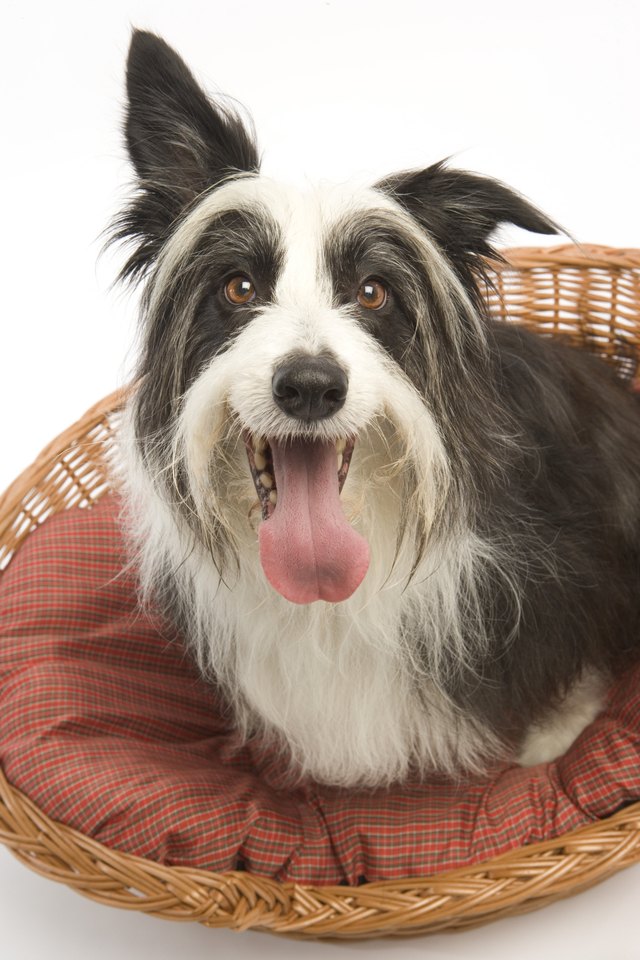 Dog in basket