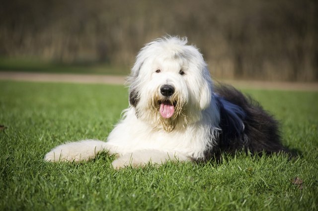 Bobtail