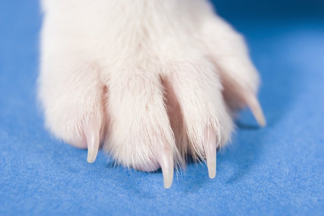 Foot of dog