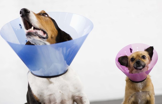 Dogs with cone collars