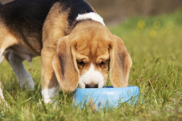 Drinking beagle puppy