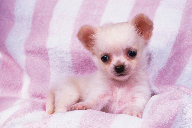 Portrait of Chihuahua
