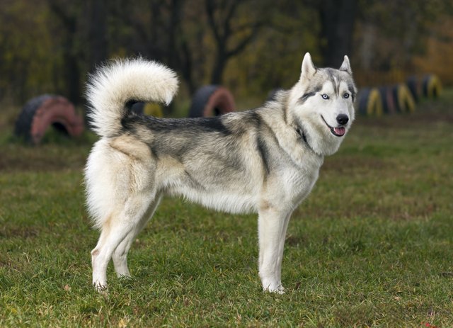black wolf husky hybrid