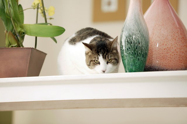 Cat sitting near plants and vases
