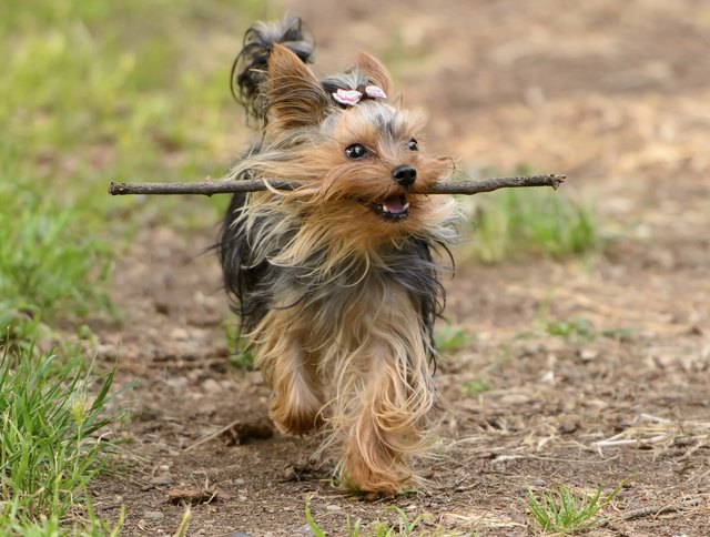 Female Yorkshire Terrier dog