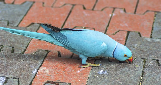 Ring neck Parrot