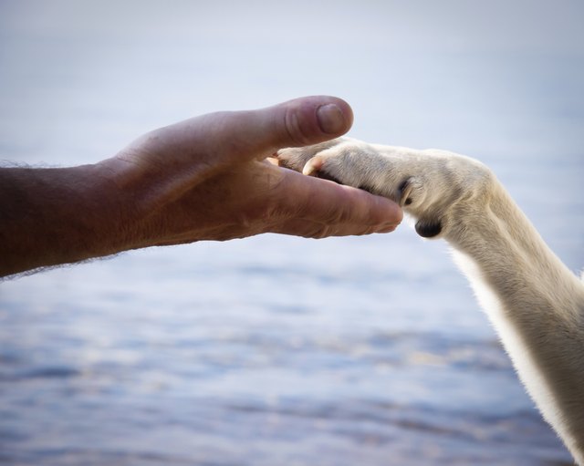 paw in hand