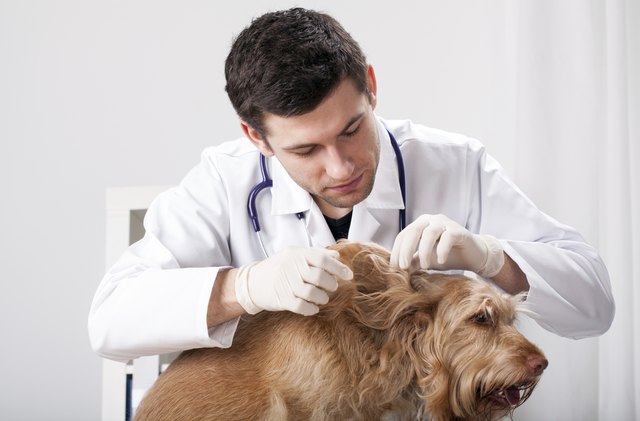 Dog during delousing