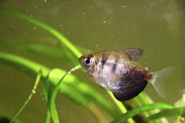 Black tetra