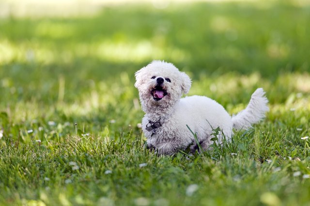 bichon in the park